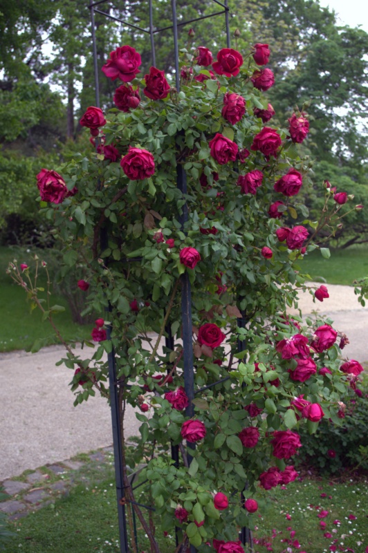 Rosier 'Etoile de Hollande'